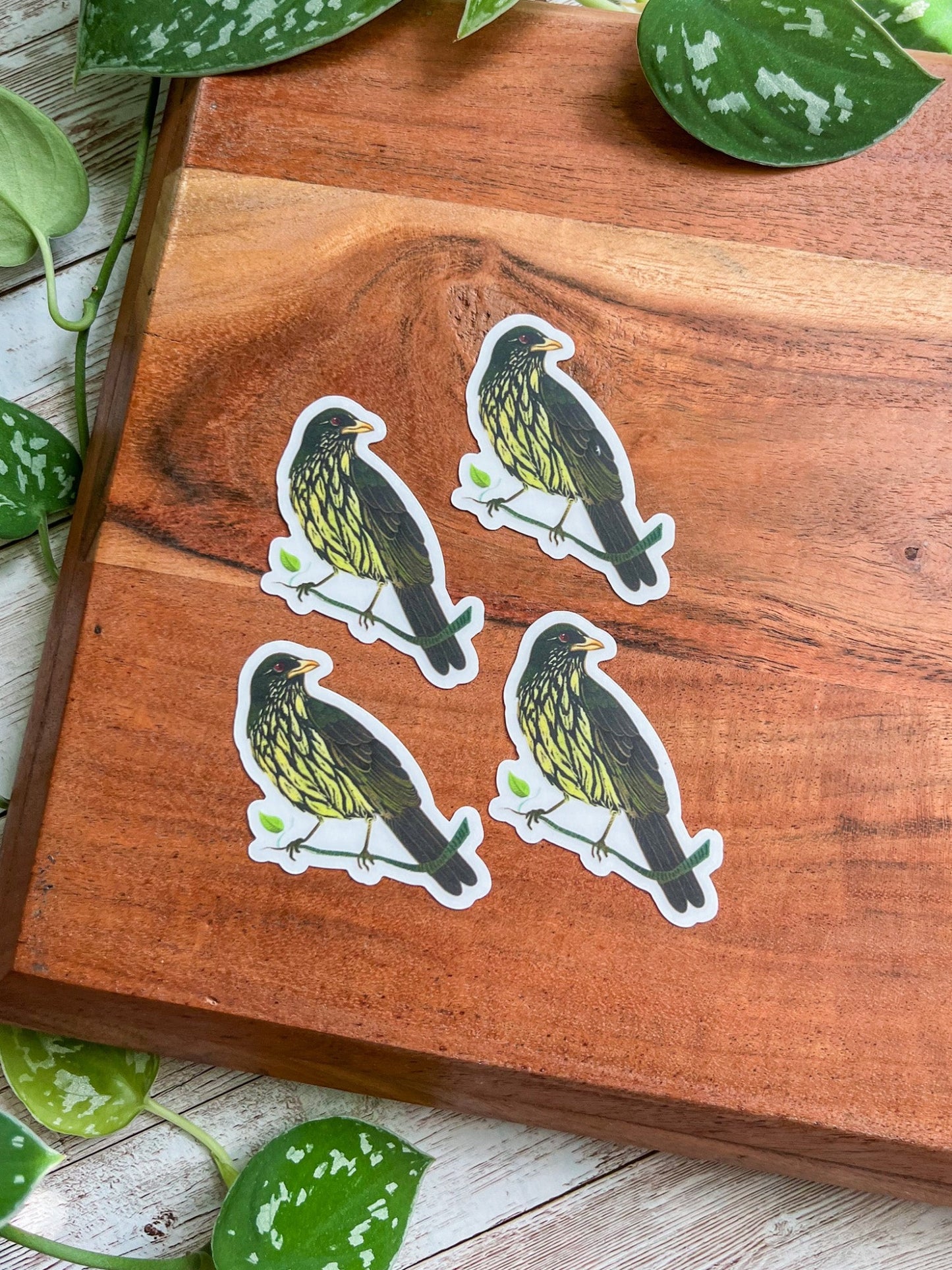 Cigua Palmera clear sticker