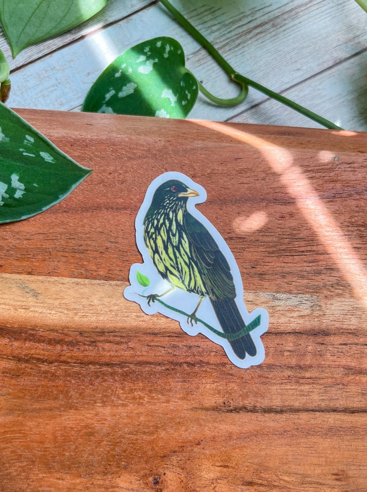 Cigua Palmera clear sticker